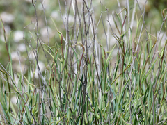 Bupleurum fruticescens