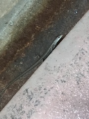 Saproscincus spectabilis