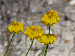 Hippocrepis scabra
