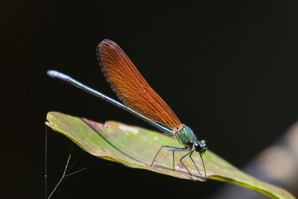 Indochinese Copperwing