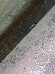 Saproscincus spectabilis