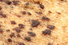 Berkleasmium concinnum