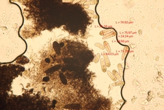 Berkleasmium concinnum