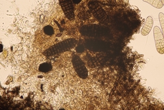 Berkleasmium concinnum