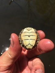 Graptemys geographica