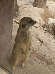 Suricata