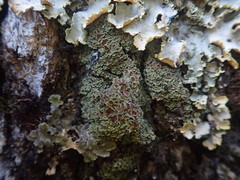 Psoroma asperellum