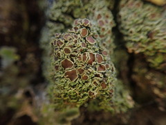 Psoroma asperellum