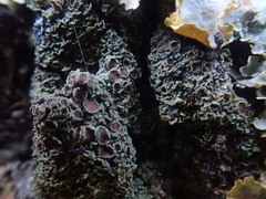 Psoroma asperellum