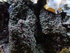 Psoroma asperellum