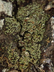 Psoroma asperellum
