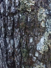 Psoroma asperellum