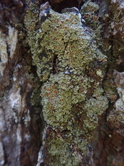 Psoroma asperellum