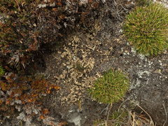 Cladonia southlandica