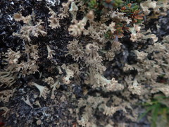 Cladonia southlandica