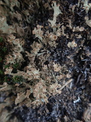 Cladonia southlandica