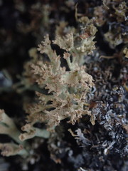 Cladonia southlandica