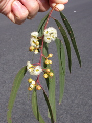 Eucalyptus argophloia