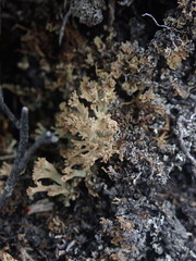 Cladonia southlandica
