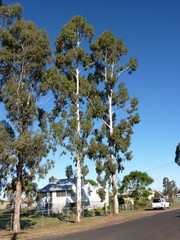 Eucalyptus argophloia