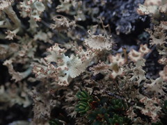 Cladonia southlandica