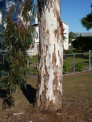 Eucalyptus argophloia