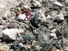 Onobrychis humilis matritensis