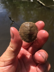 Graptemys geographica