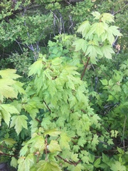 Acer glabrum douglasii