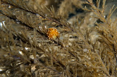 Cuthonella concinna