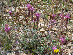 Onobrychis humilis matritensis