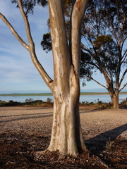 Eucalyptus brockwayi