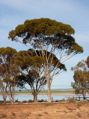 Eucalyptus brockwayi