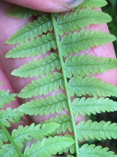 Athyrium angustum (Athyrium angustum)
