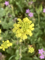 Brassiceae