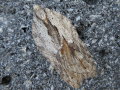 Acleris hispidana