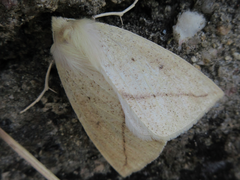 Descoreba simplex