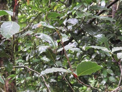 Ocotea kenyensis