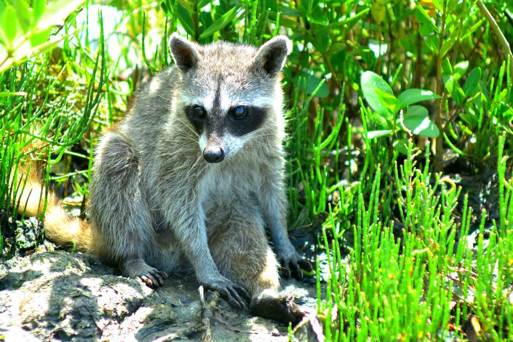 Mapache de Cozumel (Procyon pygmaeus) · NaturaLista Colombia