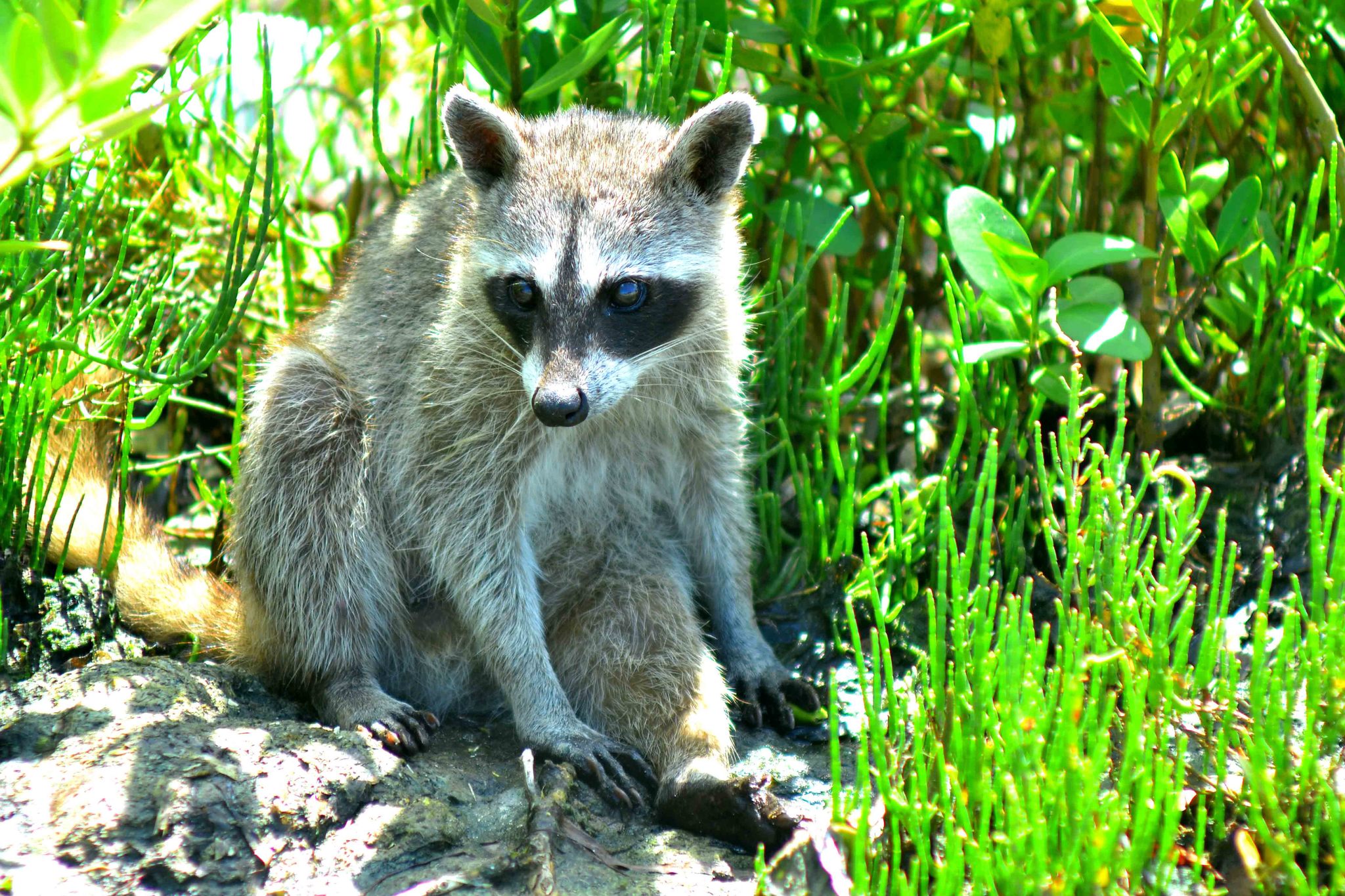 Pygmy Raccoon (Procyon pygmaeus) · iNaturalist