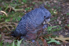 Gang-Gang Cockatoo photo 5