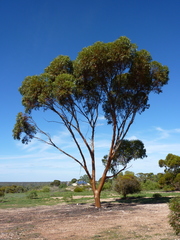 Eucalyptus salubris