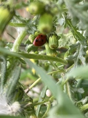 Coccinella septempunctata