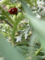 Coccinella septempunctata