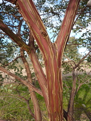 Eucalyptus websteriana