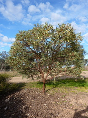 Eucalyptus websteriana