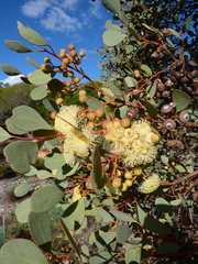 Eucalyptus websteriana