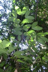 Daphnandra micrantha