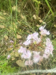 Stylidium laciniatum