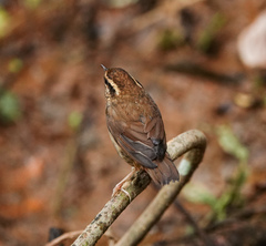 Asian Stubtail photo 5